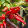 Ghost Pepper