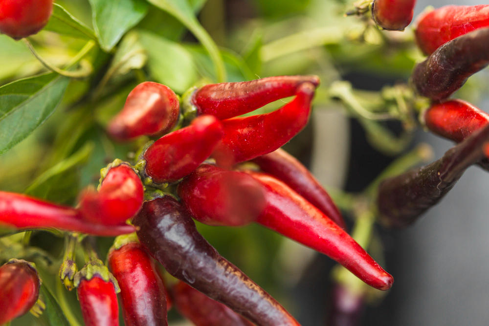 Ghost Pepper