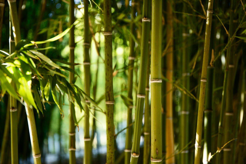 bamboo shoots meira